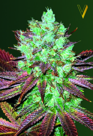 Victory Seeds NHL Diesel Auto feminizovaná semena