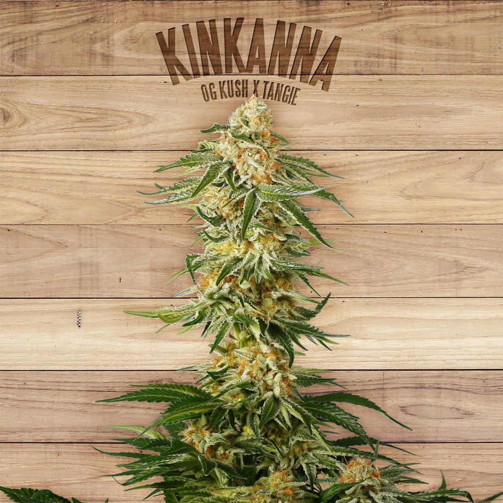 The Plant Organic Seeds Kinkanna feminizovaná semena