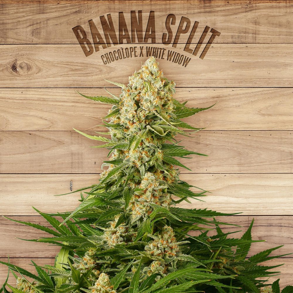 The Plant Organic Seeds Banana Split feminizovaná semena