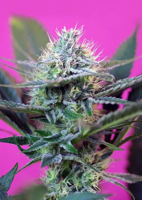 Sweet Seeds Speed Plus Auto feminizovaná semena