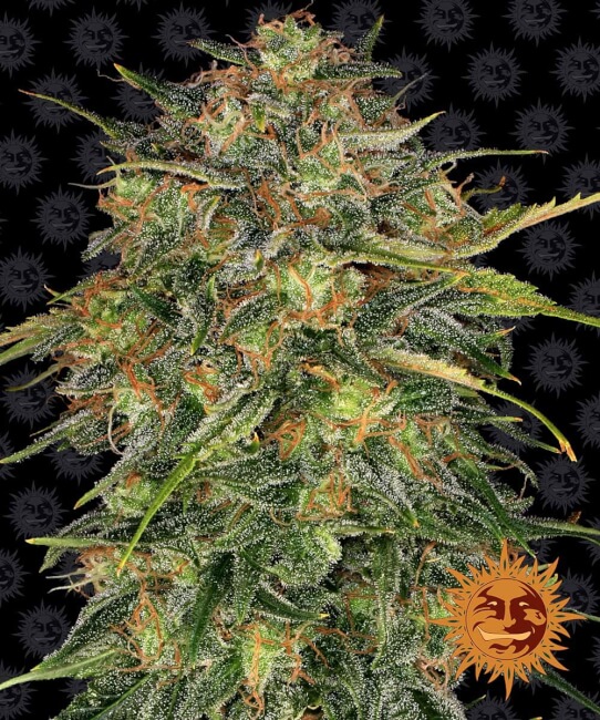 Barney's Farm Cheese feminizovaná semena