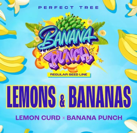 Perfect Tree Seeds Lemons and Bananas regulérní semena, 12 ks