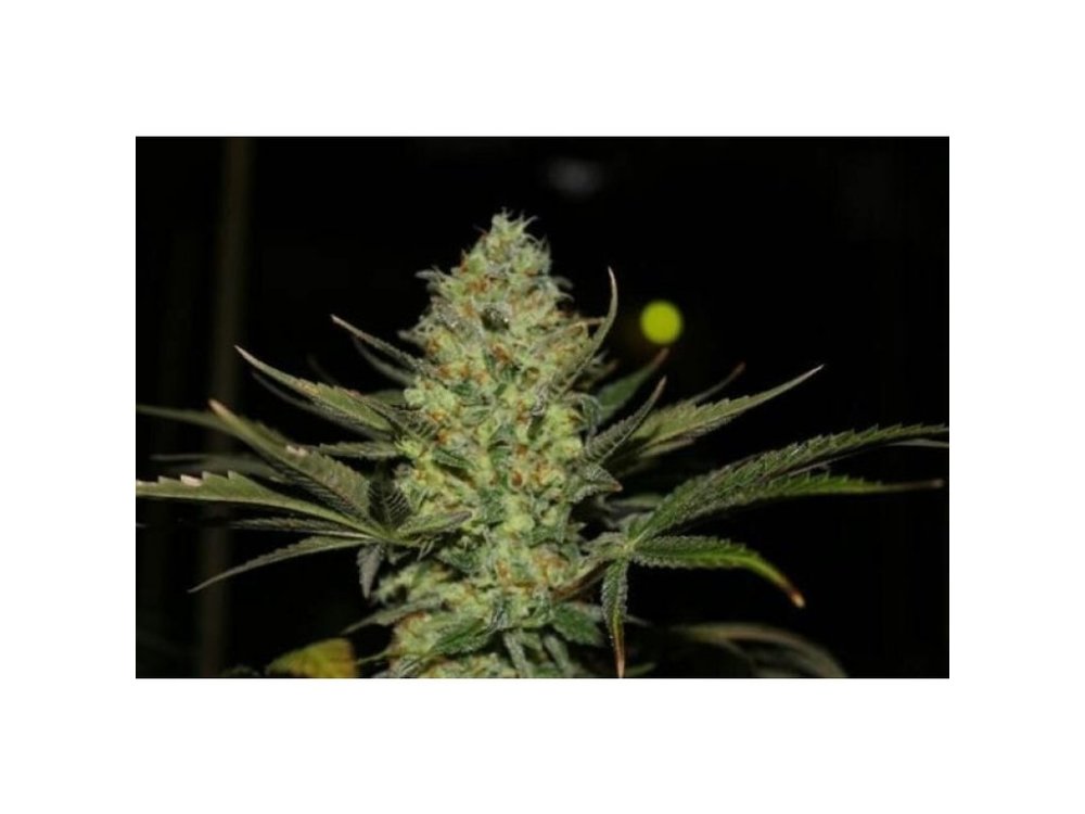 Holy Seeds Bank Fallen Angel Autoflowering feminizovaná semena