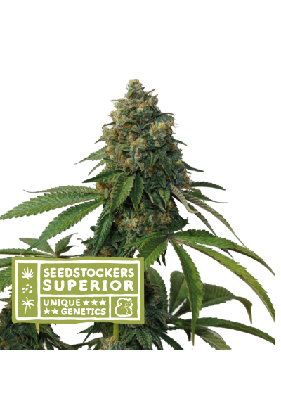 Seedstockers Thunder Dawg regulérní semena, 10 ks