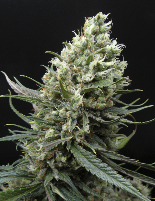 Ripper Seeds Ripper Haze feminizovaná semena