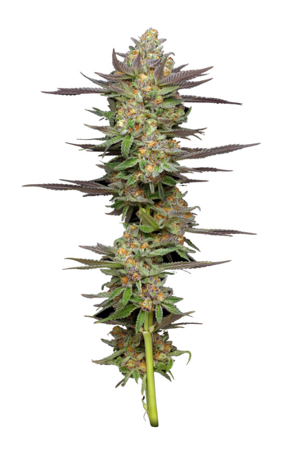 Humboldt Seed Company Mint Jelly Auto samonakvétací feminizovaná semena