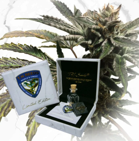 T.H. Seeds Purple Tangie X Birthday Cake regulérní semena