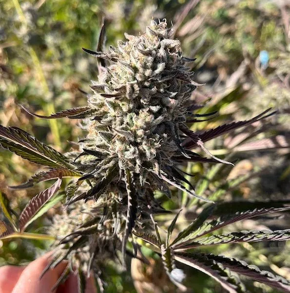 Big Mike's Genetics GMOREO feminizovaná semena, 3 ks
