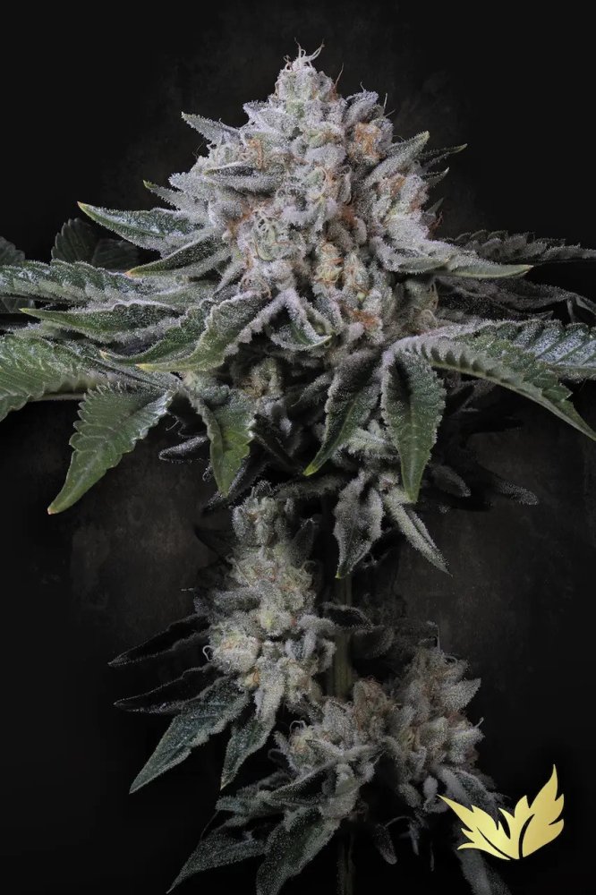 Paradise Seeds Peach Frosting Limited Edition feminizovaná semena