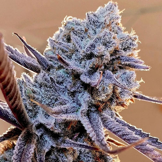 Ethos Genetics Lilac Diesel RBx2 feminizovaná semena