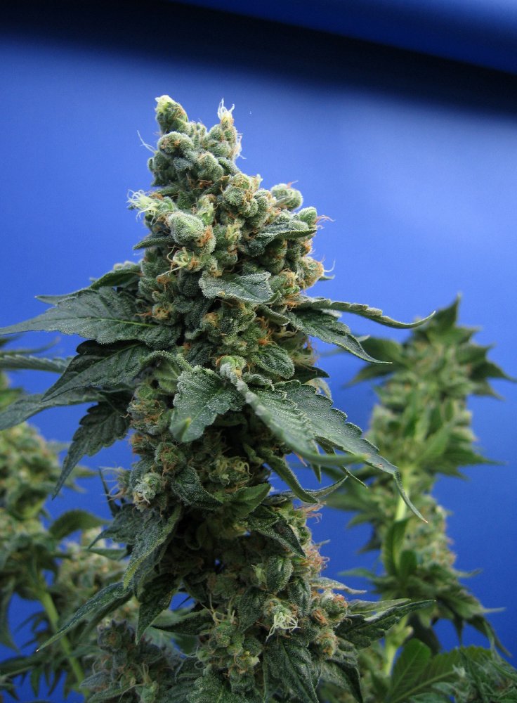 T.H. Seeds Sage'n Sour regulérní semena