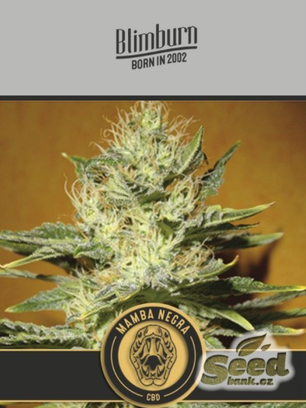BlimBurn Seeds Black Mamba CBD feminizovaná semena