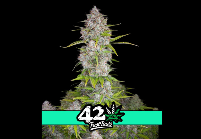 Orange Sherbet Auto - samonakvétacie semená marihuany 5 ks Fast Buds
