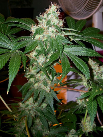Cali Connection Chem Valley Kush feminizovaná semena
