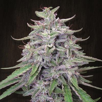 Ace Seeds Bangi Haze feminizovaná semena