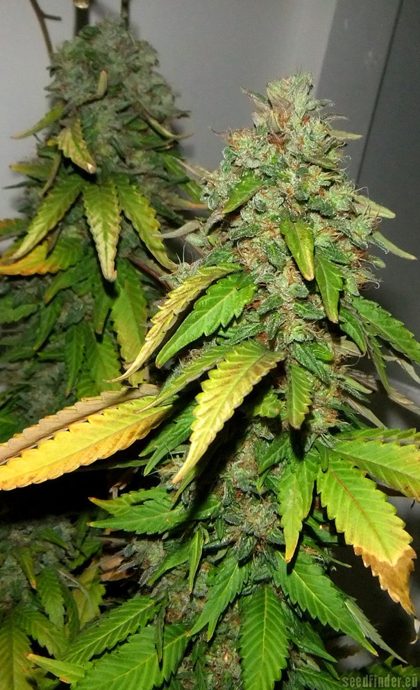Emerald Triangle Bubba 76 feminizovaná semena