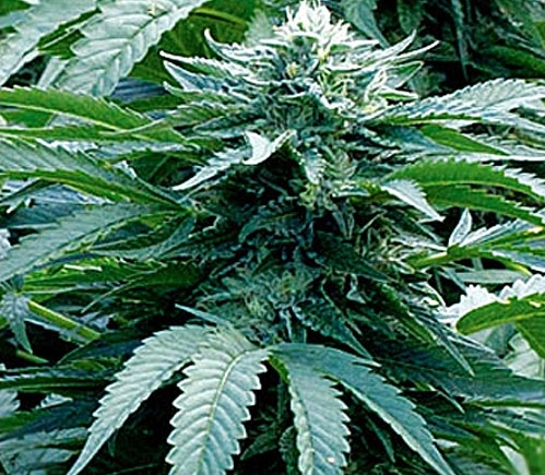 Emerald Triangle Trinity Kush feminizovaná semena