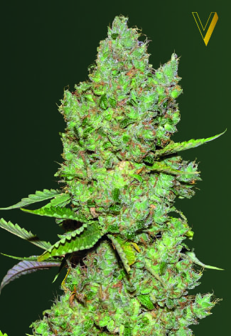 Victory Seeds Critical Auto feminizovaná semena