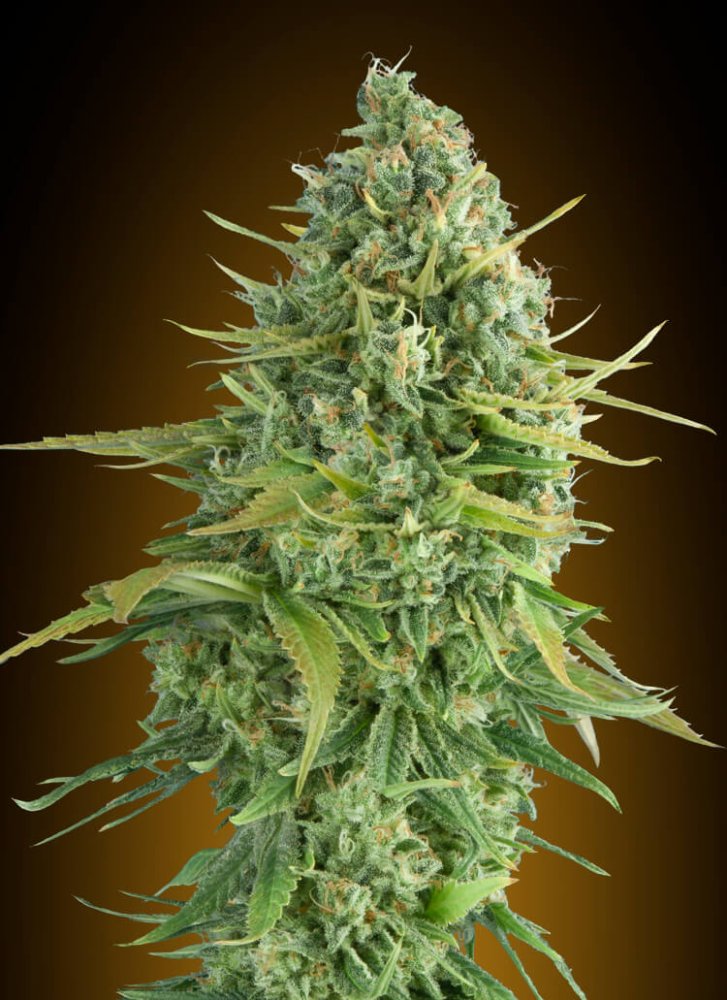 00 Seeds Do-Si-Dos Cookies Auto feminizovaná semena