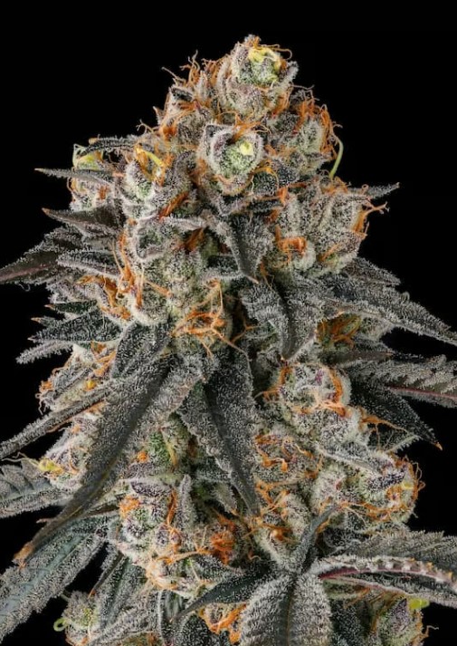 Paradise Seeds x Compound Genetics Solazo feminizovaná semena, 3 ks