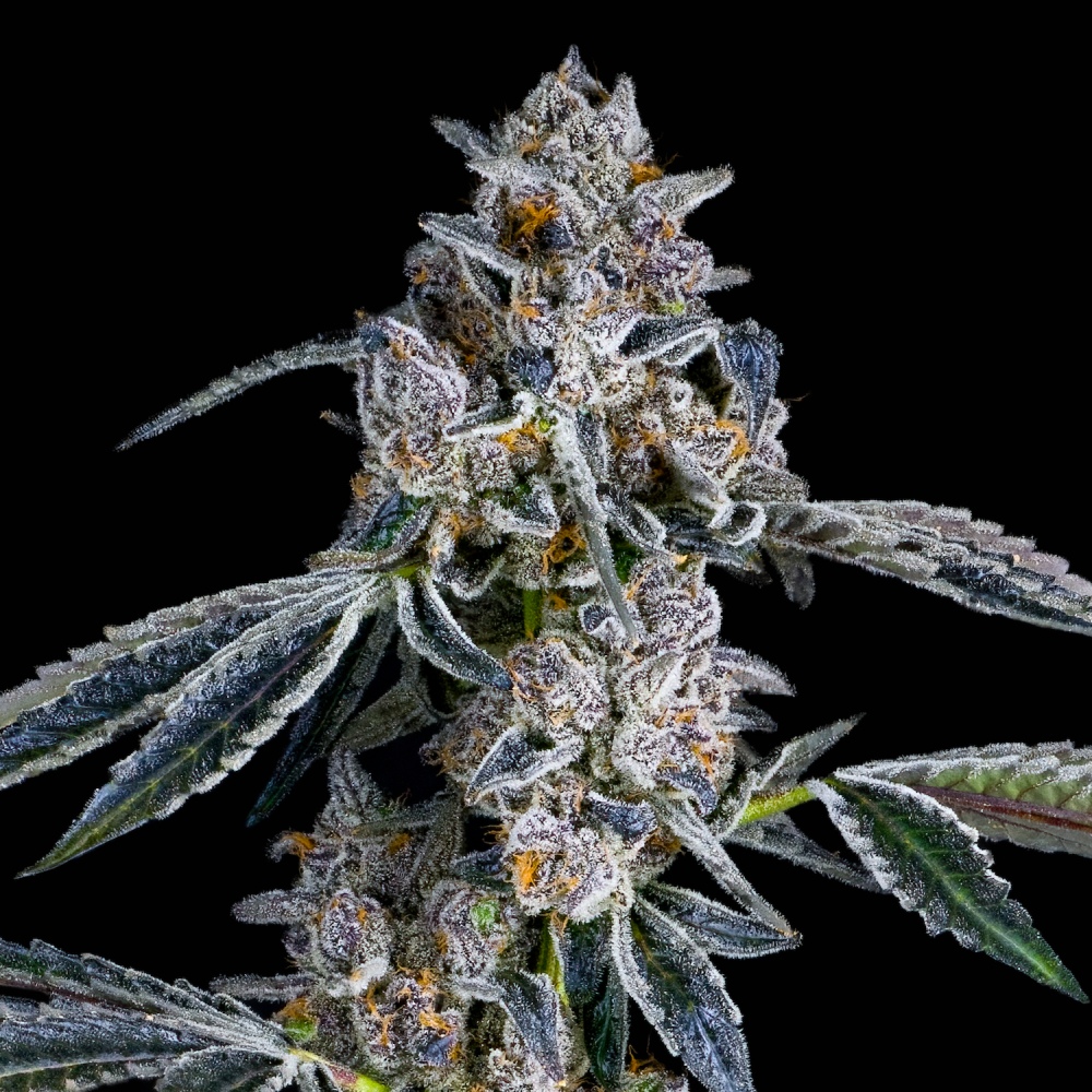 Maven Genetics Blue Dashi feminizovaná semena, 6 ks
