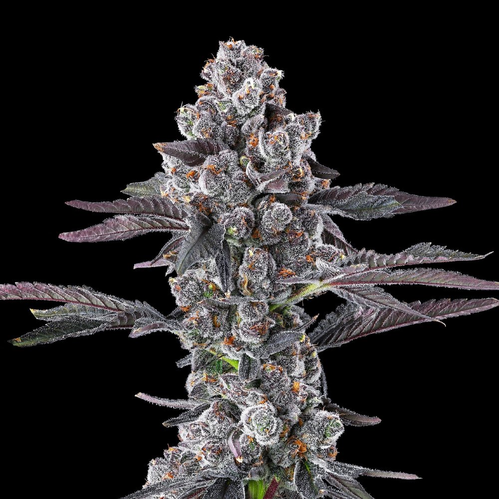 Maven Genetics Grape Amrita feminizovaná semena, 6 ks