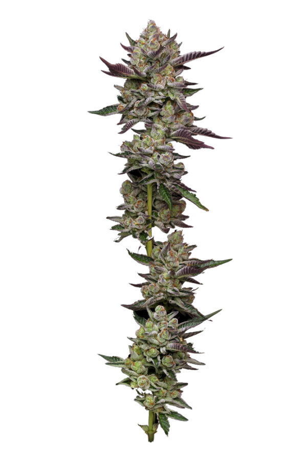 Humboldt Seed Company Poddy Mouth feminizovaná semena