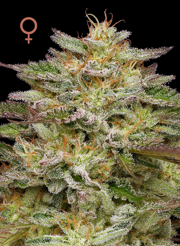 Humboldt Seed Company Golden Sands feminizovaná semena