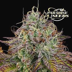 Paradise Seeds Apricot Candy feminizovaná semena