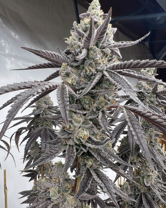 Solfire Gardens Banana Clipz feminizovaná semena
