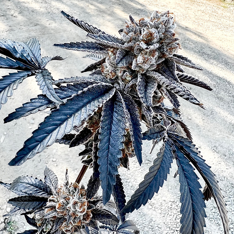 Exotic Genetix Splitz feminizovaná semena