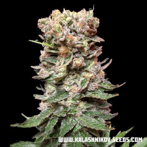 Kalashnikov Seeds CBD Cake feminizovaná semena