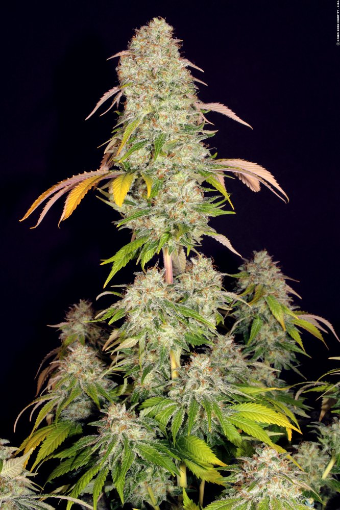 T.H. Seeds Akorn feminizovaná semena