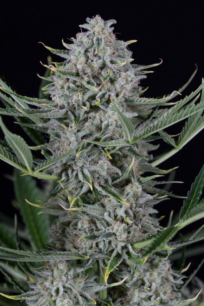 Dinafem Cookies Autoflowering samonakvétací semena