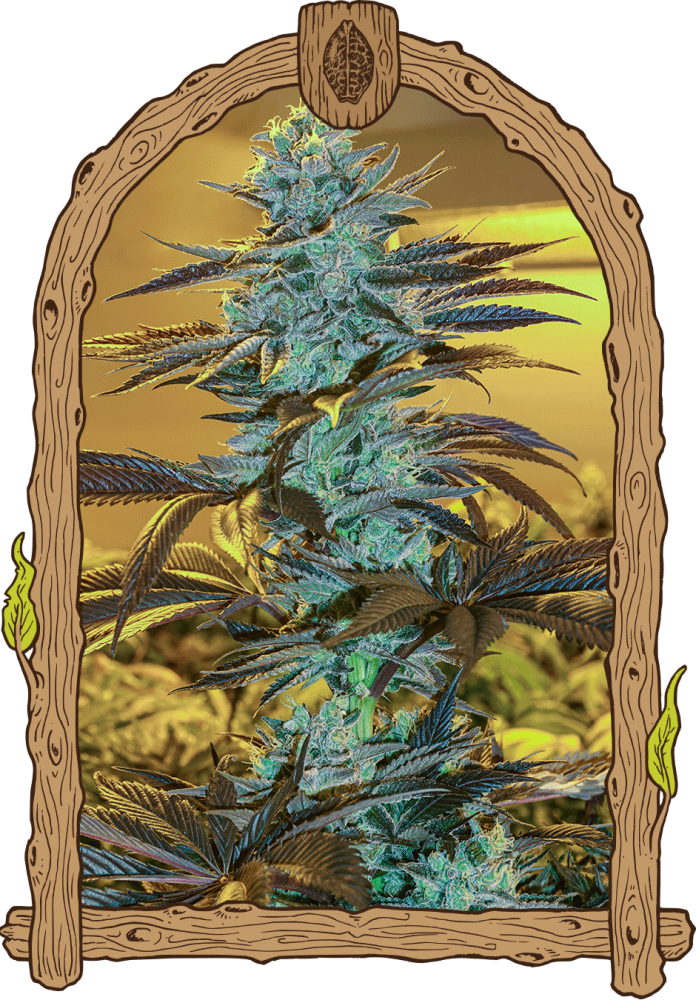 Purple Monkey Auto - feminizované samonakvétacie semená, 3 ks, Exotic Seed