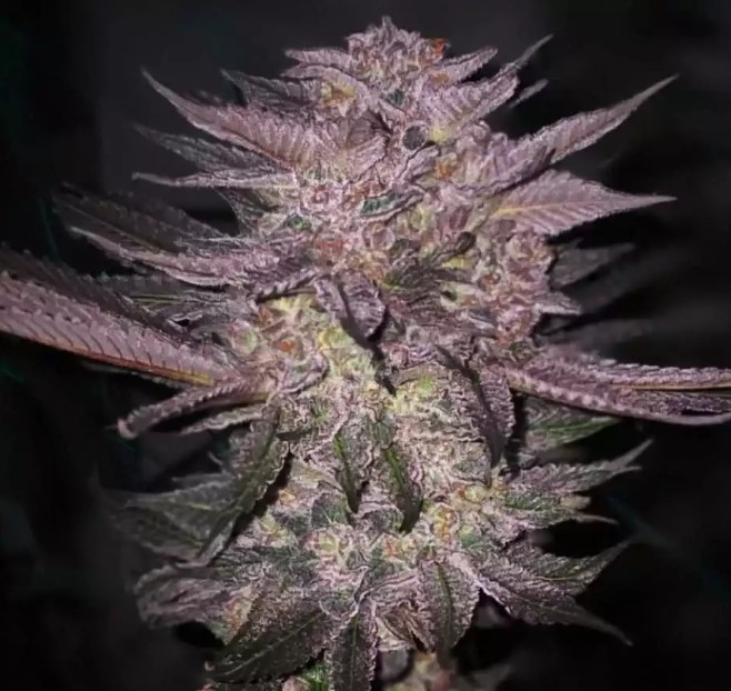 Ethos Genetics Atomic Fuego R1 feminizovaná semena, 5 ks