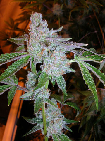 Cali Connection Tahoe OG Kush feminizovaná semena