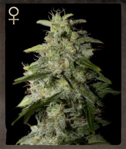 Greenhouse Strain Hunters Money Maker feminizovaná semena