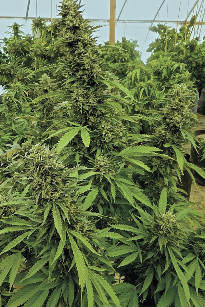 Chemdawg feminizovaná semena