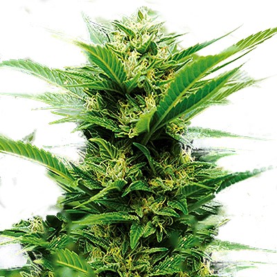 Emerald Triangle Emerald Jack feminizovaná semena