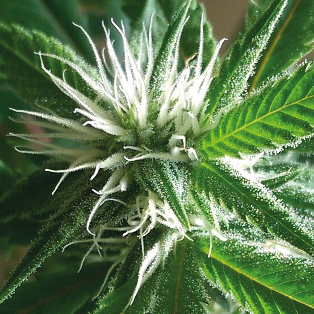 Holy Smoke Seeds Banana Crack feminizovaná semena