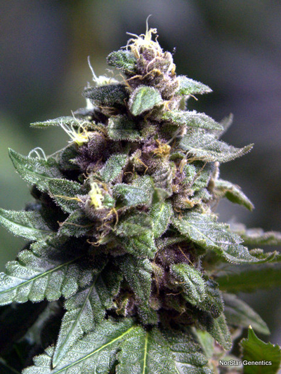 Norstar Genetics Vintners Moonshine regulérní semena