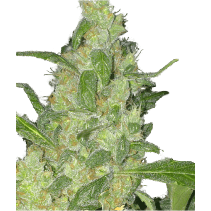 Super Strains Turing Auto feminizované semeno