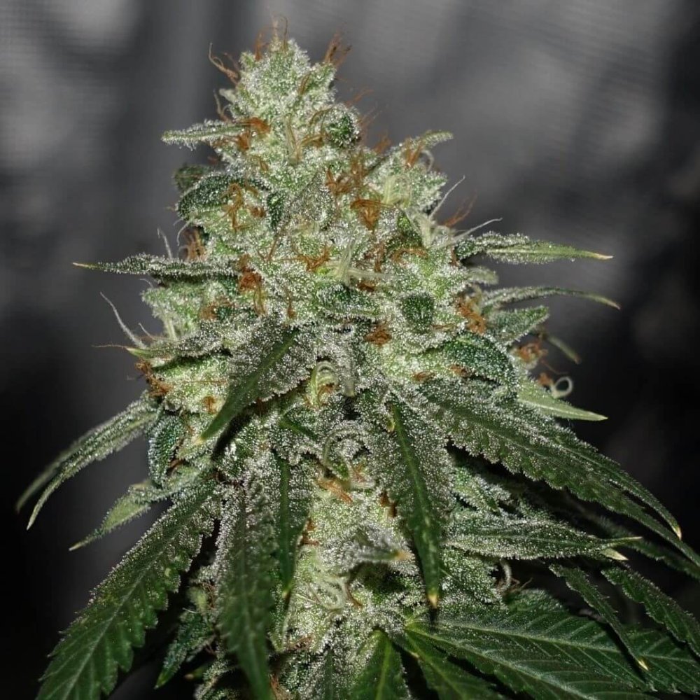 Karma Genetics Di Frutti regulérní semena