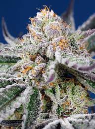 Sweet Seeds Orange Apricot Glue XL Auto samonakvétací semena