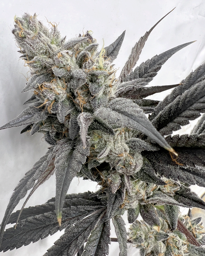 Solfire Gardens Mega Mind feminizovaná semena