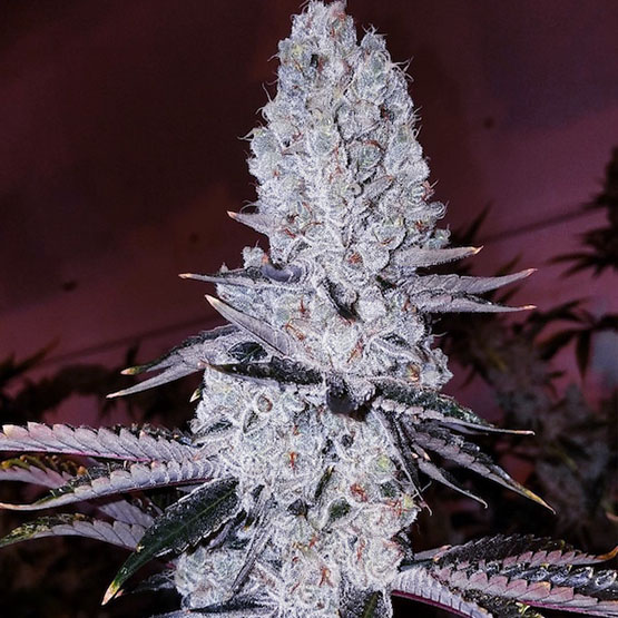 Ethos Genetics Original Mandarin Cookies feminizovaná semena