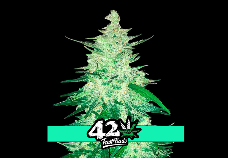 CBD Crack Auto - samonakvétacie semená marihuany 5 ks Fast Buds