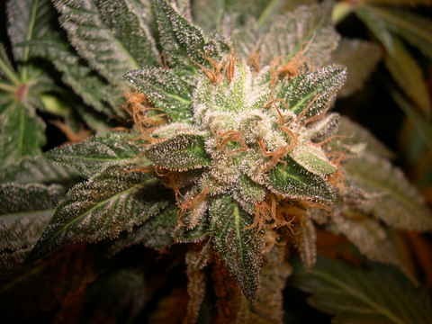 Emerald Triangle Mastodon Kush feminizovaná semena