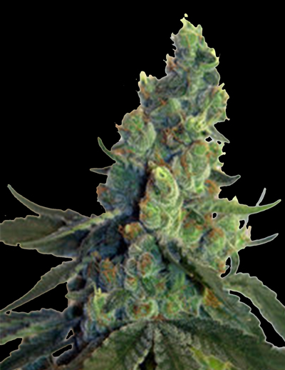 Norstar Genetics Sour Chelumbian regulérní semena